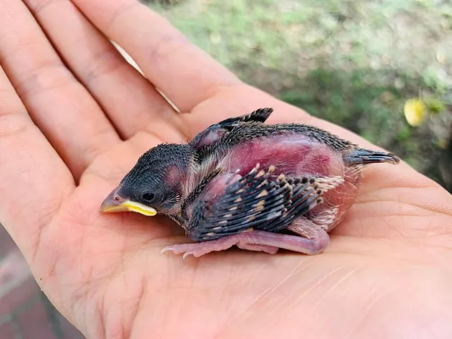 掌心裡的生命跳動｜救起兩隻快被烤熟的幼鳥（第 1 張，共 6 張）