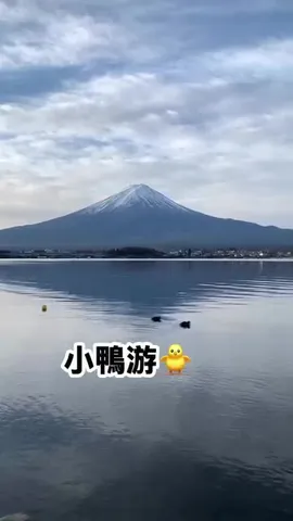 河口湖小鴨游｜水波無一刻平靜，心波無一刻不平靜（第 1 張，共 3 張）