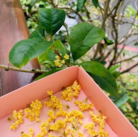 飛鳳山的桂花香｜吸吐之間皆是花香（第 1 張，共 1 張）