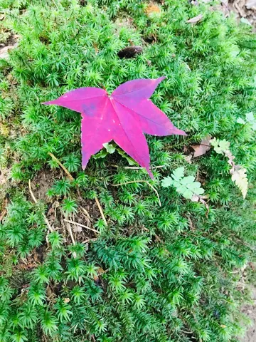 紅色｜森林抹上了紅妝（第 2 張，共 2 張）
