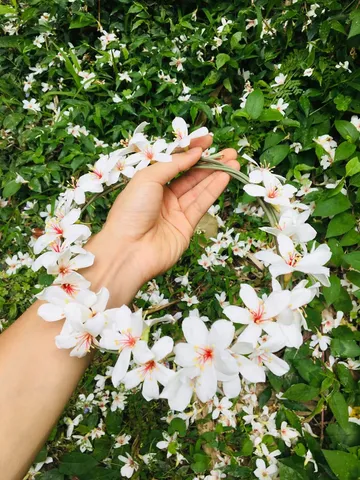 油桐花圈｜把五月的白編織成花圈（第 2 張，共 3 張）