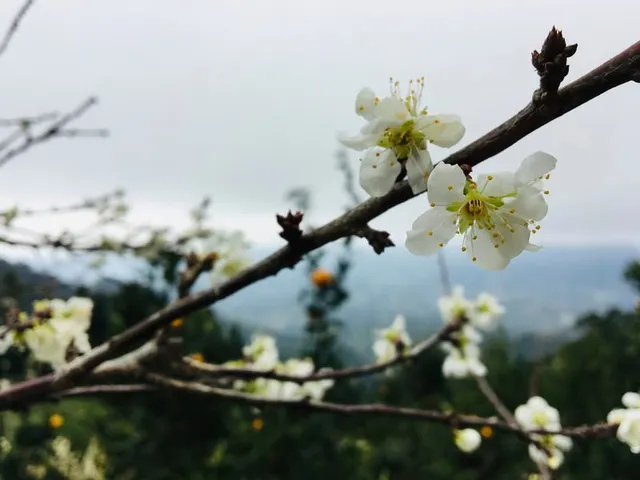 馬那邦山走春｜為你的春天畫上什麼顏色（第 2 張，共 5 張）