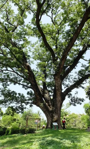 探尋台南老樹｜台南公園的百年雨豆樹（第 2 張，共 3 張）