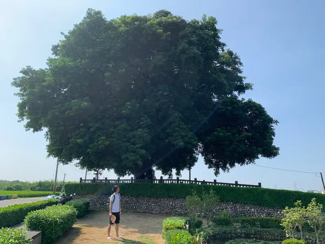 彰化田中的茄苳樹｜35 度的稻浪與樹蔭（第 2 張，共 3 張）