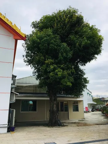 禪寺裡的垂息｜被水泥包覆的茄苳爺與芒果哥（第 3 張，共 5 張）