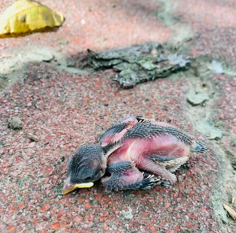 掌心裡的生命跳動｜救起兩隻快被烤熟的幼鳥（第 3 張，共 6 張）