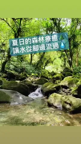 夏日的森林療癒｜馬胎古道，讓水從腳邊流過（第 3 張，共 5 張）