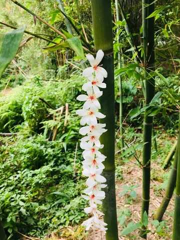 油桐花圈｜把五月的白編織成花圈（第 3 張，共 3 張）