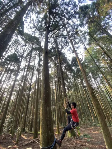 與樹｜高島縱走，和杉樹成為好朋友（第 4 張，共 9 張）