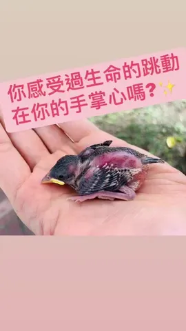 掌心裡的生命跳動｜救起兩隻快被烤熟的幼鳥（第 5 張，共 6 張）