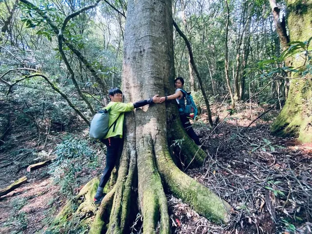 與樹｜高島縱走，和杉樹成為好朋友（第 7 張，共 9 張）